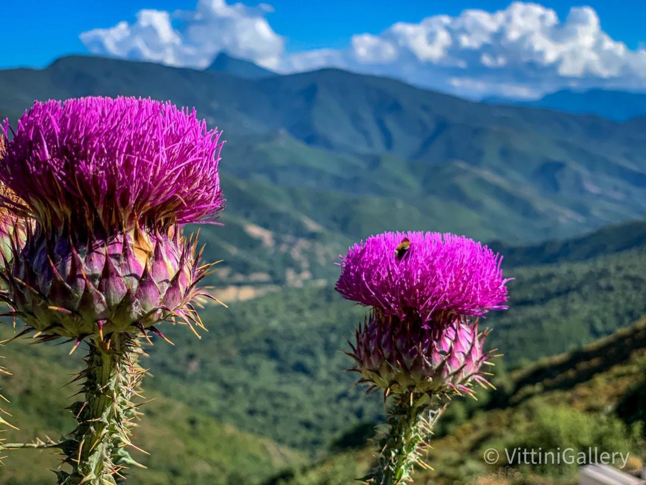 Nuits Magiques Au Village Entre Mer Et Montagnes Bigorno Exteriér fotografie